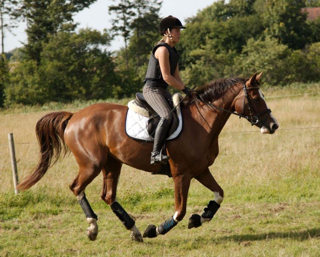 Tysk Oldenburger Gørklitgårds Octana billede 13