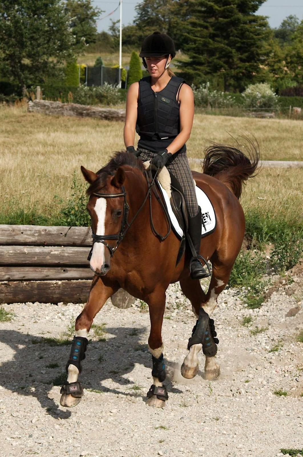 Tysk Oldenburger Gørklitgårds Octana billede 14