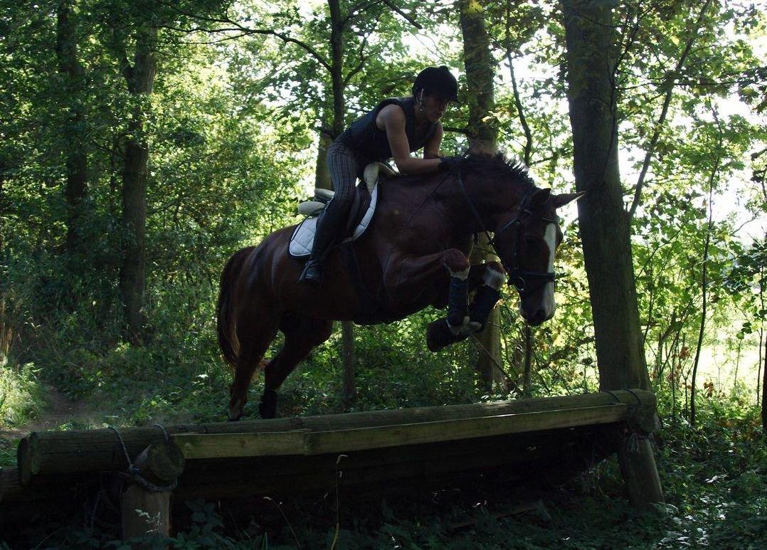 Tysk Oldenburger Gørklitgårds Octana billede 15