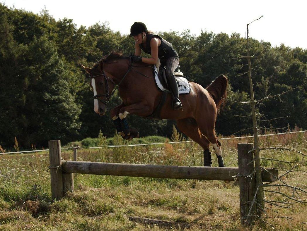 Tysk Oldenburger Gørklitgårds Octana billede 16