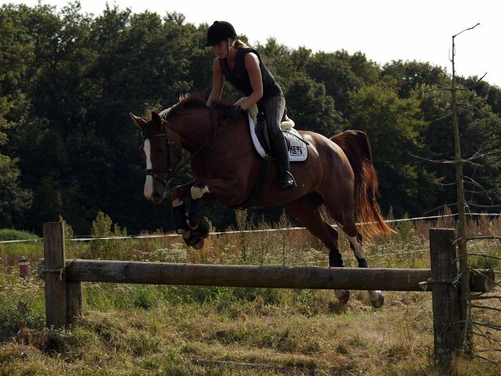 Tysk Oldenburger Gørklitgårds Octana billede 17