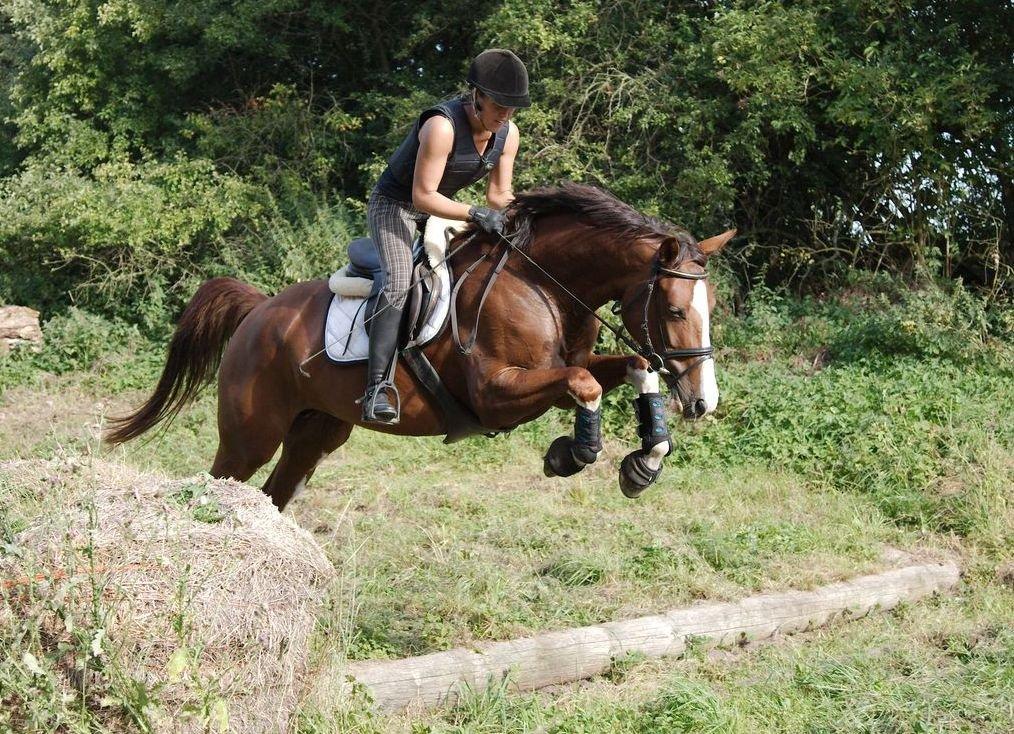 Tysk Oldenburger Gørklitgårds Octana billede 18