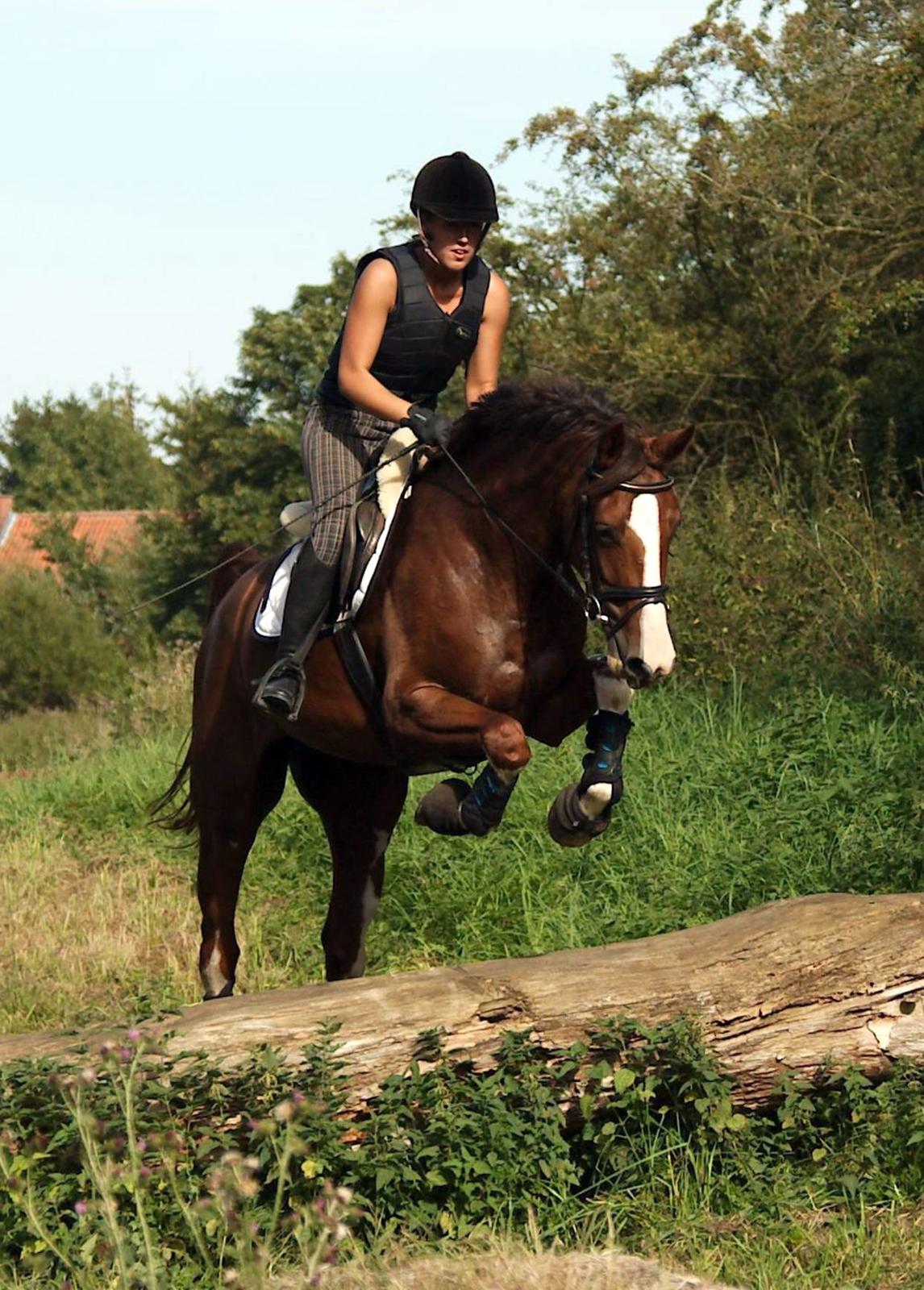 Tysk Oldenburger Gørklitgårds Octana billede 19