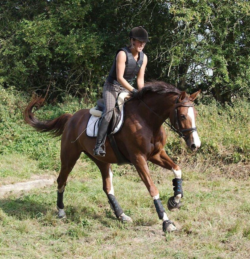 Tysk Oldenburger Gørklitgårds Octana billede 20