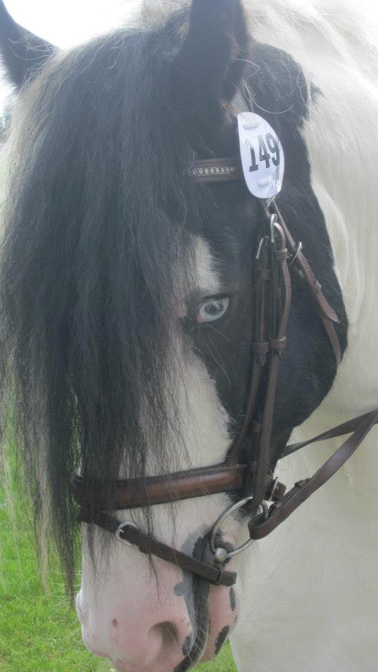 Irish Cob Blue Floridor - Lækre basserøv!
-store hestedag 2012 billede 14