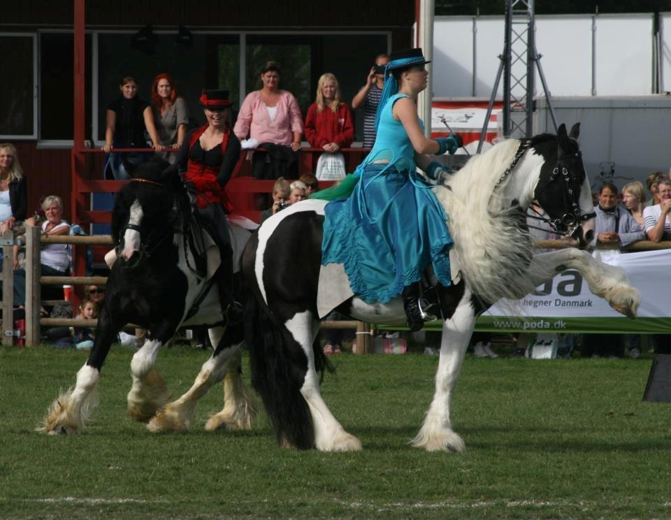 Drumhorse Prince Chato Come on Cool -  Registeret i GCDHA billede 8