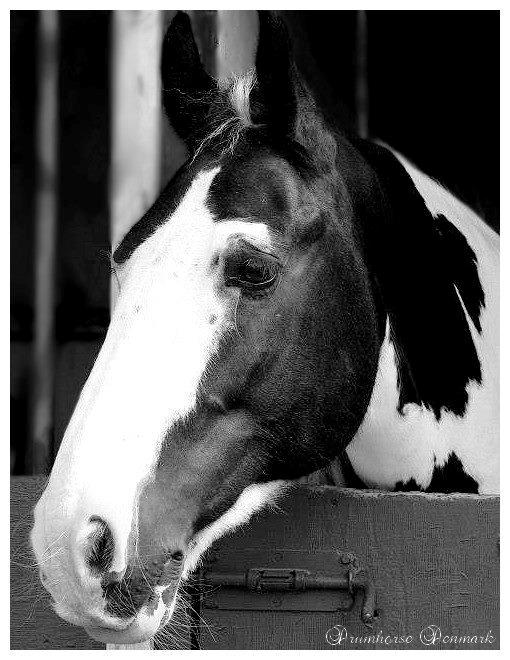 Drumhorse Prince Chato Come on Cool -  Registeret i GCDHA billede 10