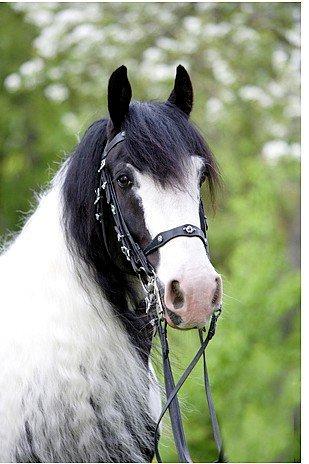 Drumhorse Prince Chato Come on Cool -  Registeret i GCDHA billede 14