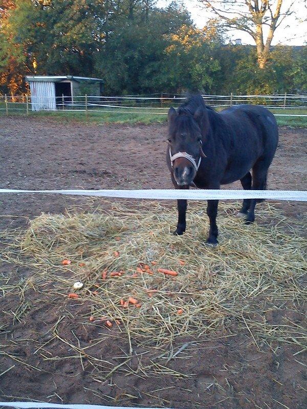 Anden særlig race dixie billede 7