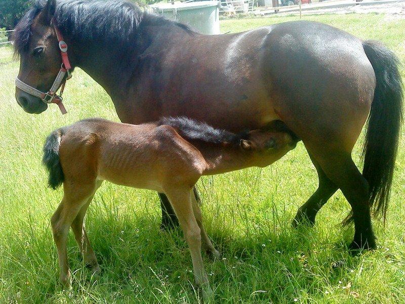 Anden særlig race dixie billede 8