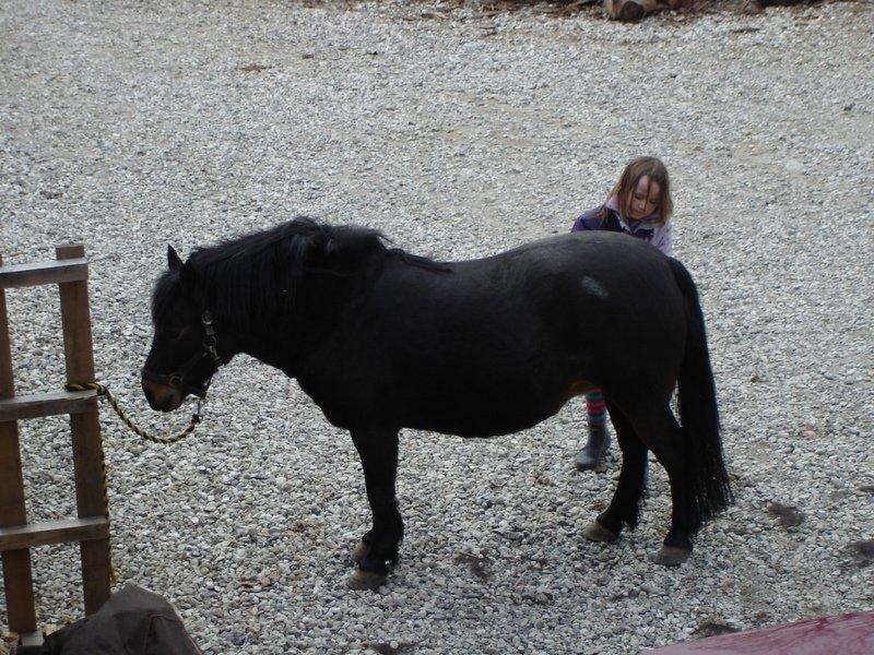 Anden særlig race dixie billede 9