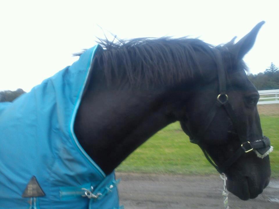 Oldenborg Maverick Mit et og alt!! :-* <3 - mennesker er som heste - Jo mere du holder i tøjlen jo mere får de lyst til at løbe. billede 19