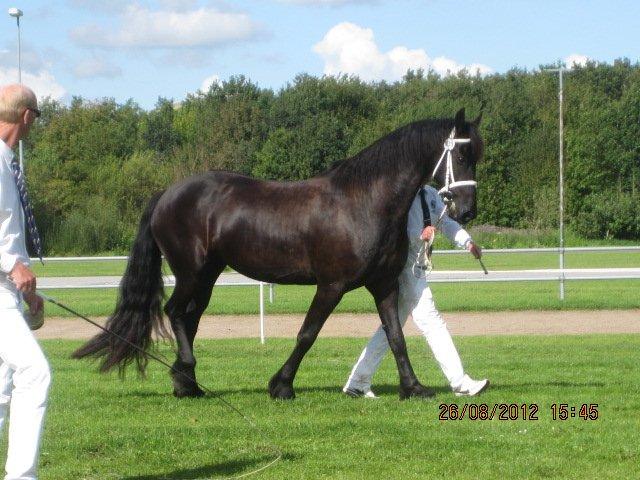 Frieser Zindy Stb. - Smuk fra kåringen 2012 billede 1