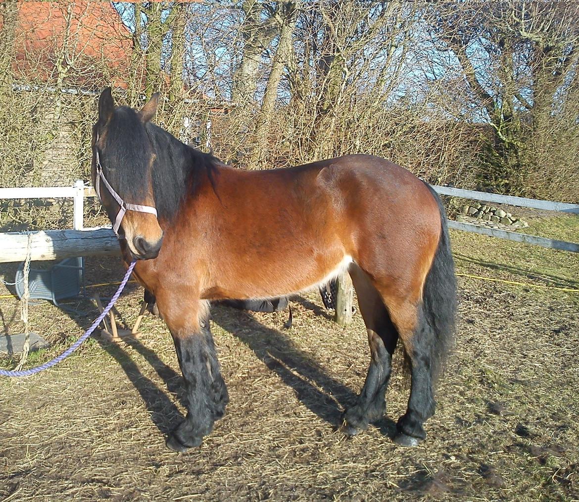 Barockpferd Nynne   [Plejebarn] - Smukke Nynne i hel figur...
Den anden dag i sit nye hjem :-) billede 2