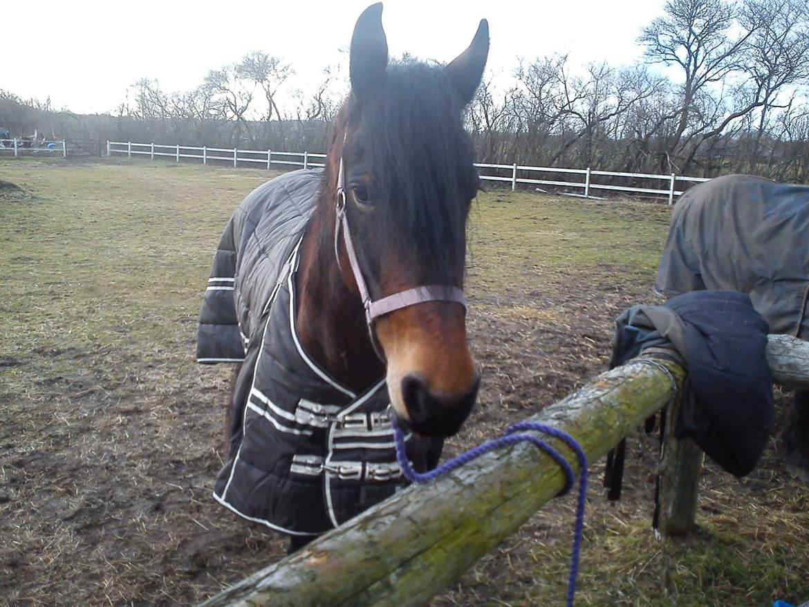 Barockpferd Nynne   [Plejebarn] - Helt uskyldig lille tøs... ååårh <3 billede 3