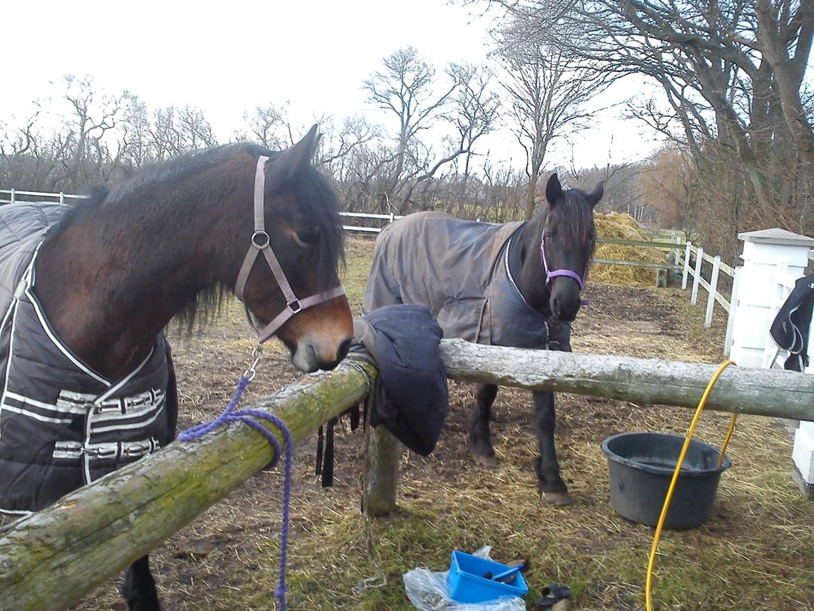 Barockpferd Nynne   [Plejebarn] - Nynne og kæresten Hero ;-) billede 4