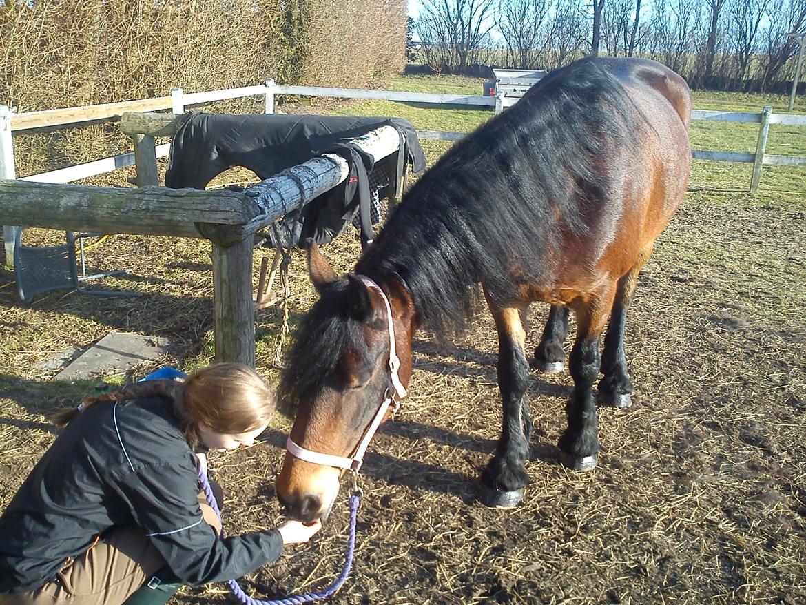 Barockpferd Nynne   [Plejebarn] - Sissel og nysgerrige-Nynne ;-) billede 6