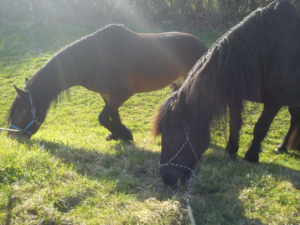Barockpferd Nynne   [Plejebarn] - Hero og Nynne på græsspisningstur billede 7
