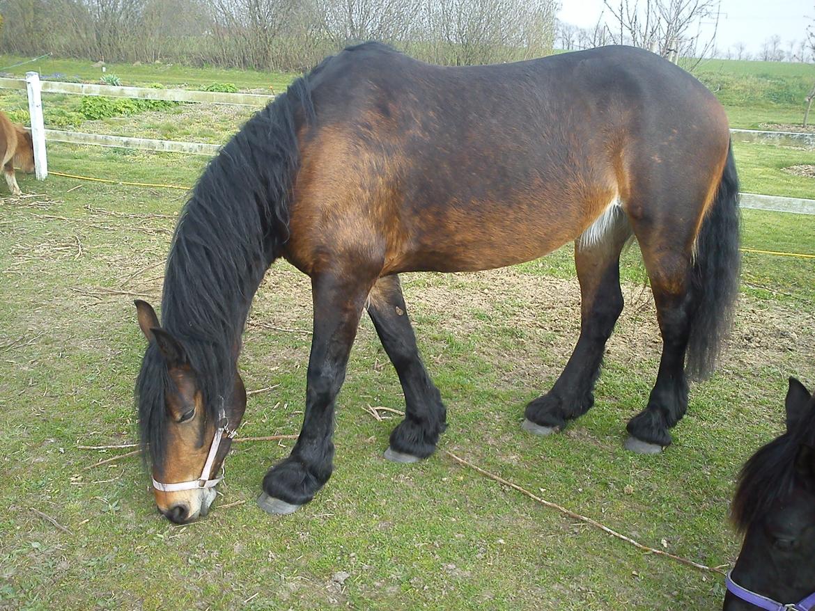 Barockpferd Nynne   [Plejebarn] - Nynne... nu med sej farve ;-) billede 8