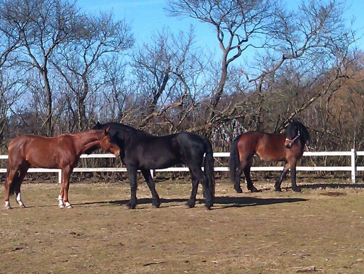 Barockpferd Nynne   [Plejebarn] - Nynne i sit es... Holder overblik over flokken billede 9