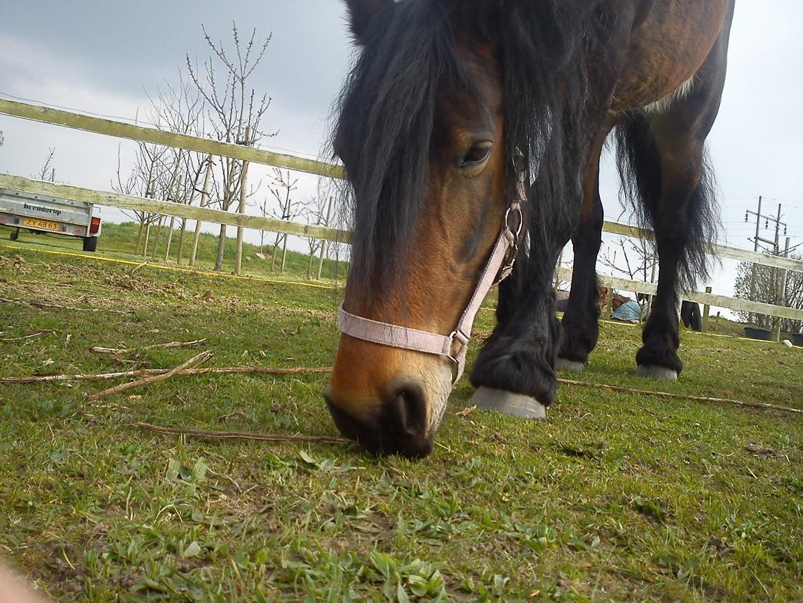Barockpferd Nynne   [Plejebarn] - Close up... søde Nynne :-) billede 10