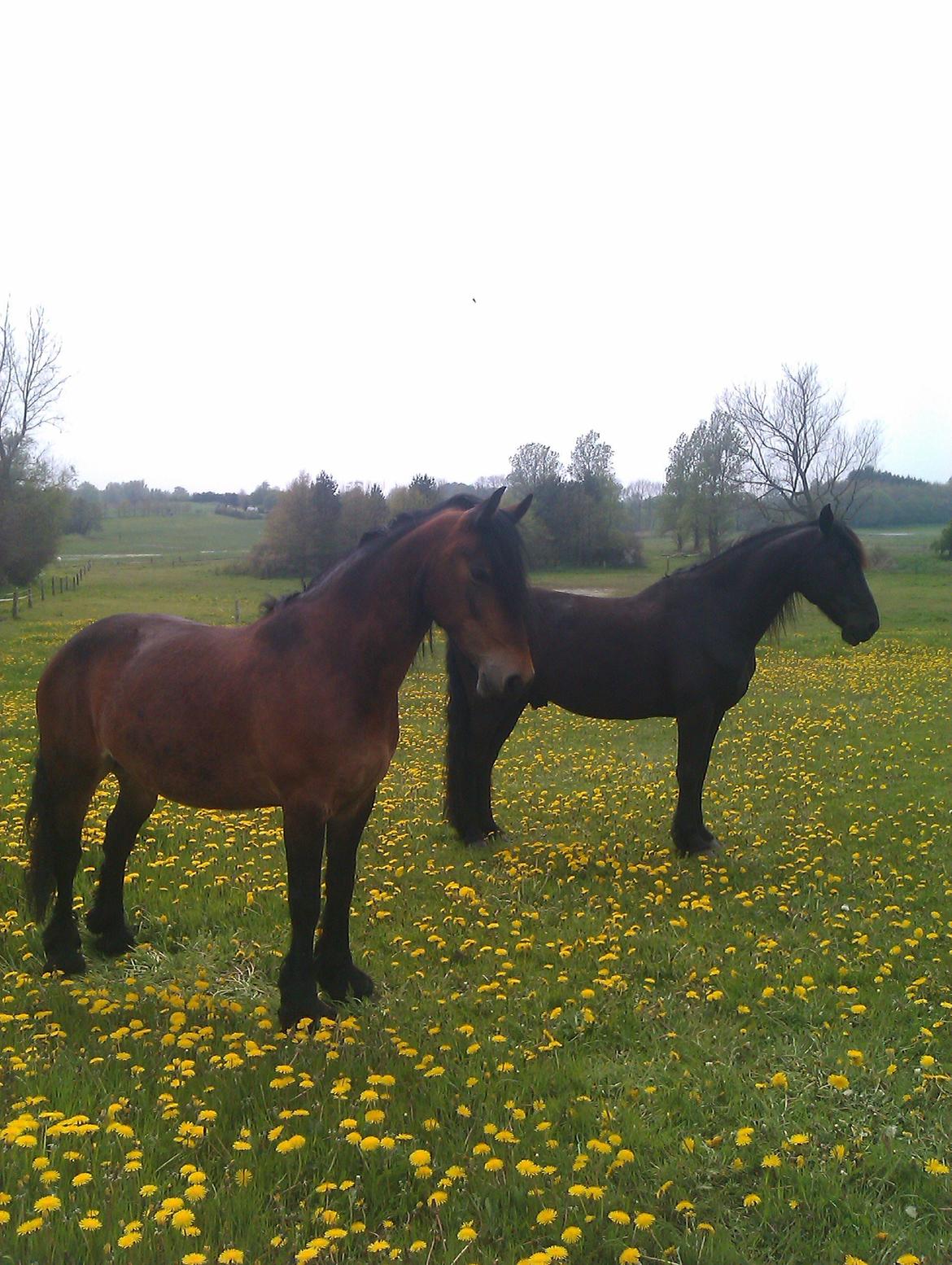 Barockpferd Nynne   [Plejebarn] - Sol, sommer og heste uden dækkener.... mums!  billede 11