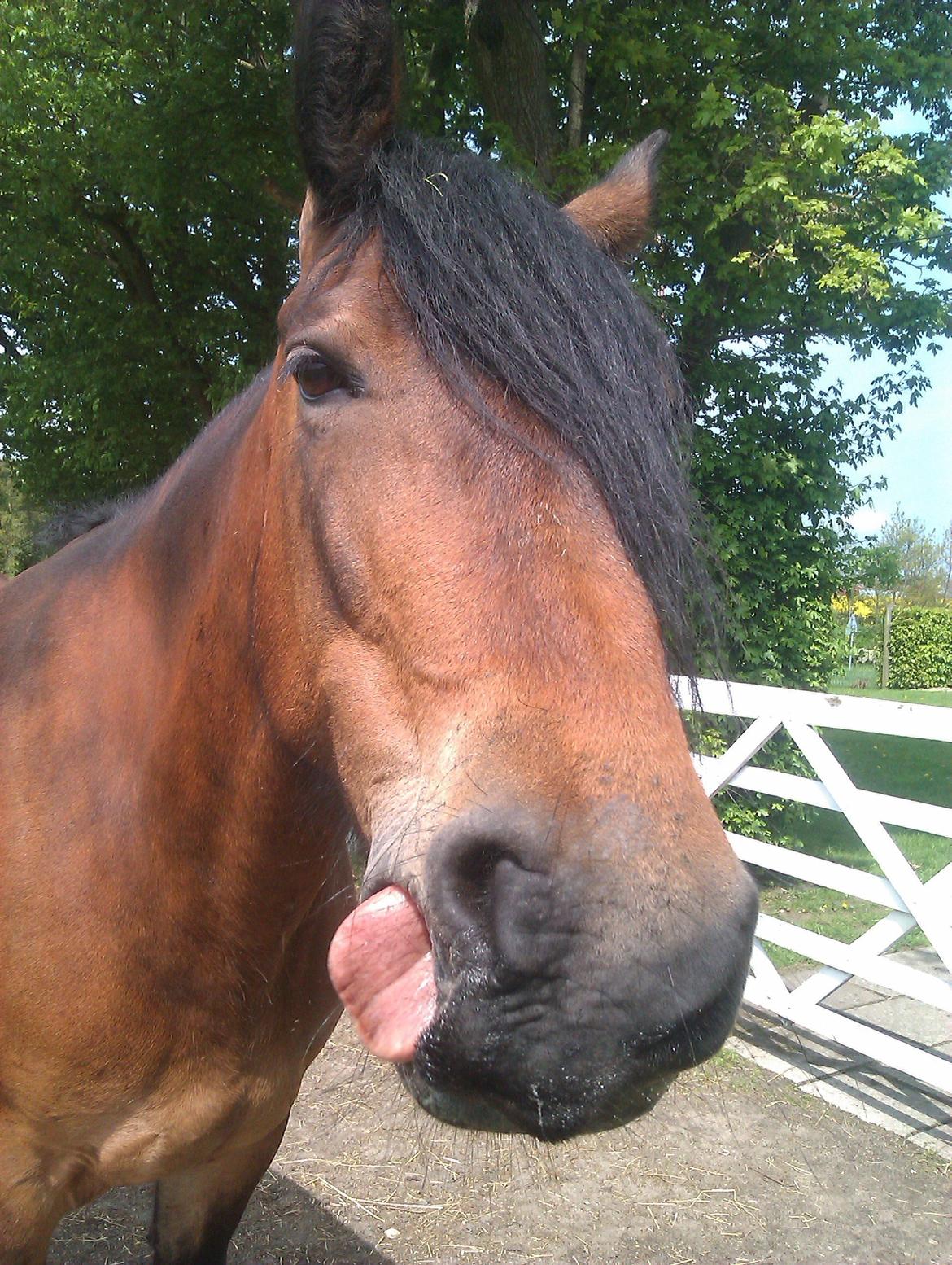 Barockpferd Nynne   [Plejebarn] - :-P billede 12