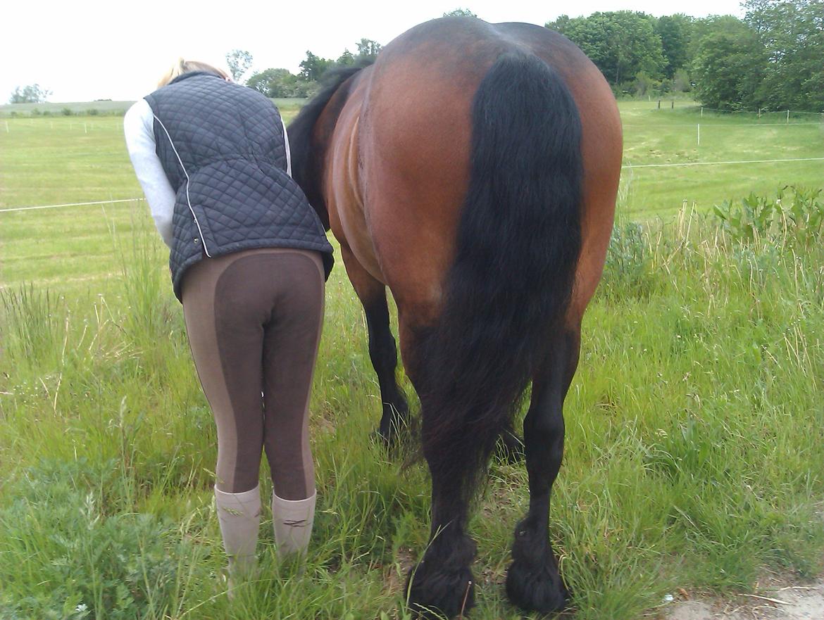 Barockpferd Nynne   [Plejebarn] - I like big buts, and I can not lie.... billede 15