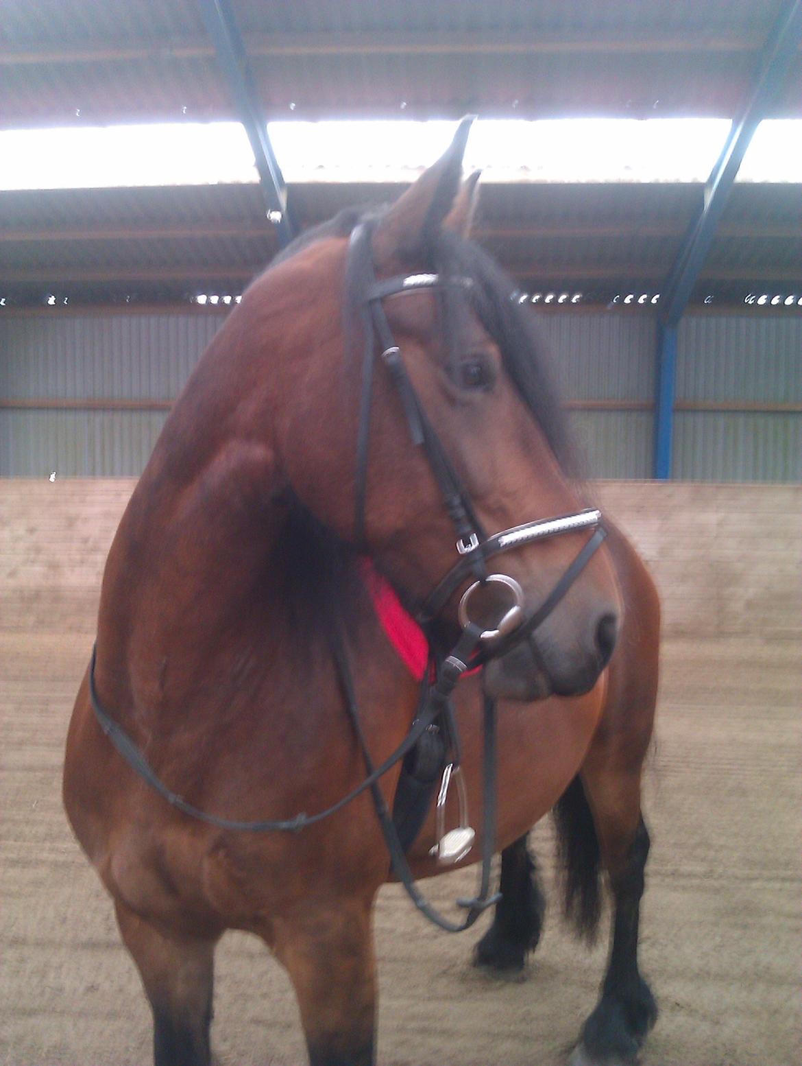 Barockpferd Nynne   [Plejebarn] - Nynne i hallen..... Lækker i det røde outfit :-) billede 16