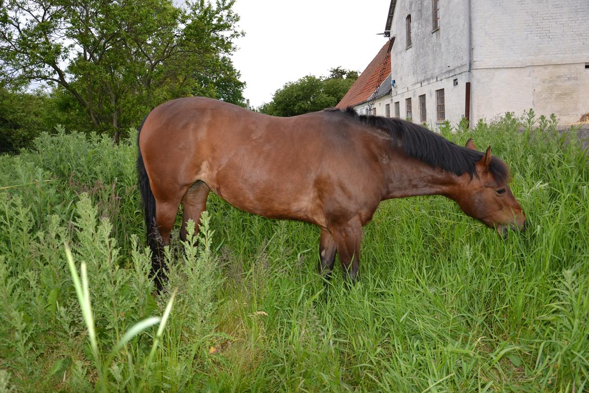 New Forest Alina - hun elskede bare at spise  billede 20