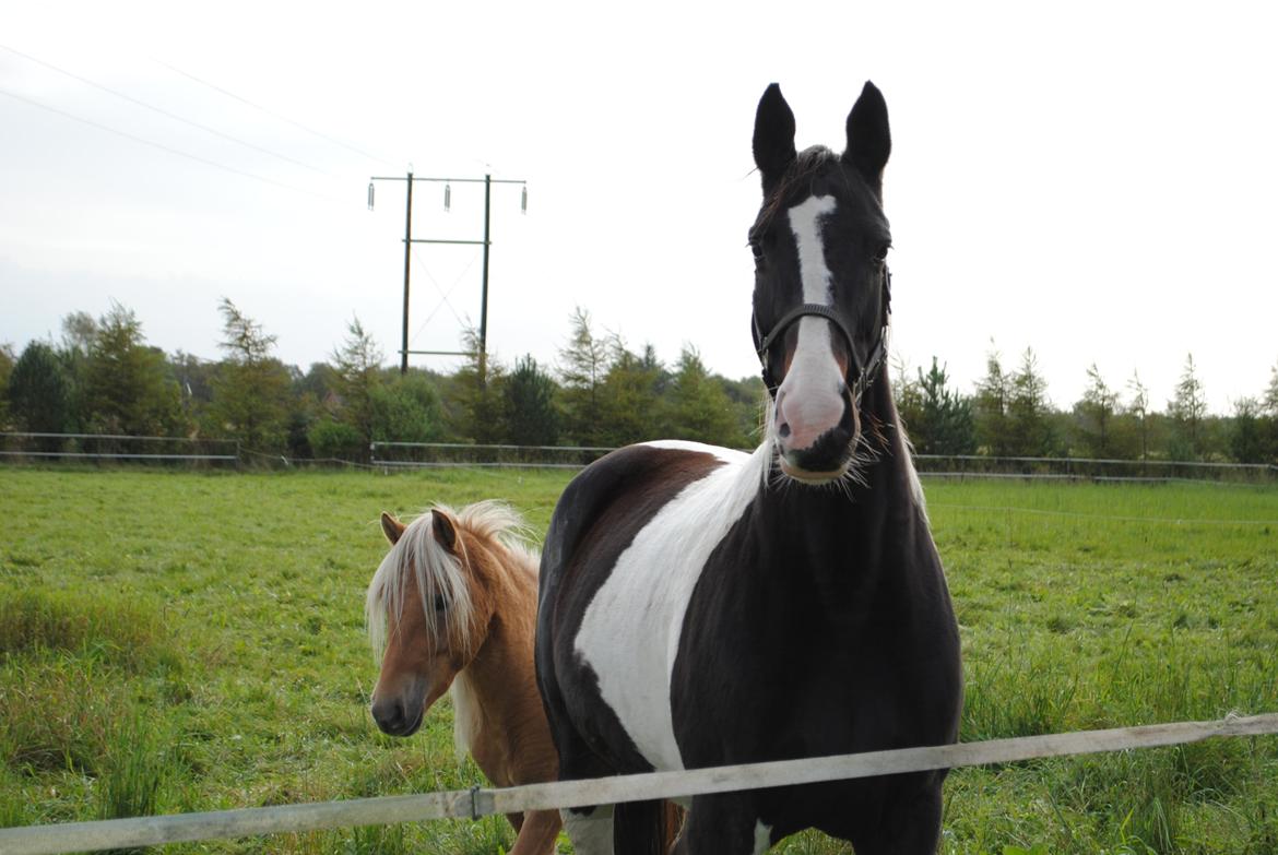 Pinto Luca - Sidste dag, jeg havde Luca. billede 6