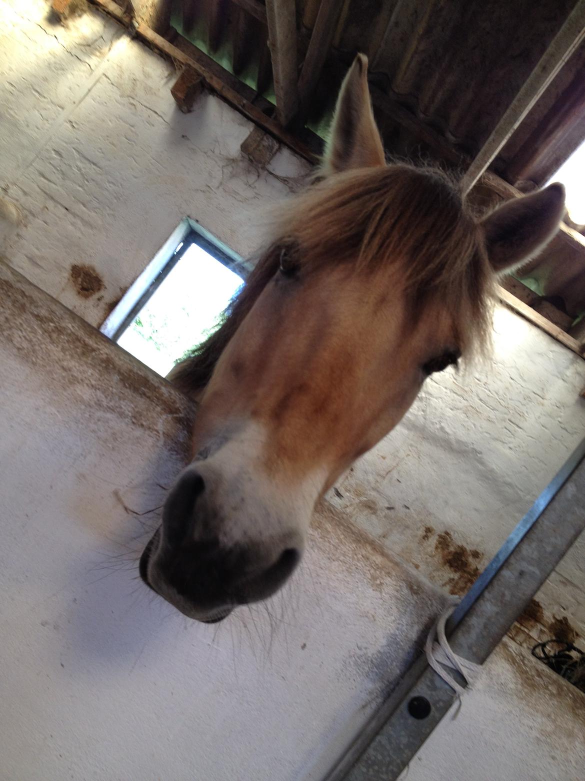 Fjordhest Armani (Manni) billede 1