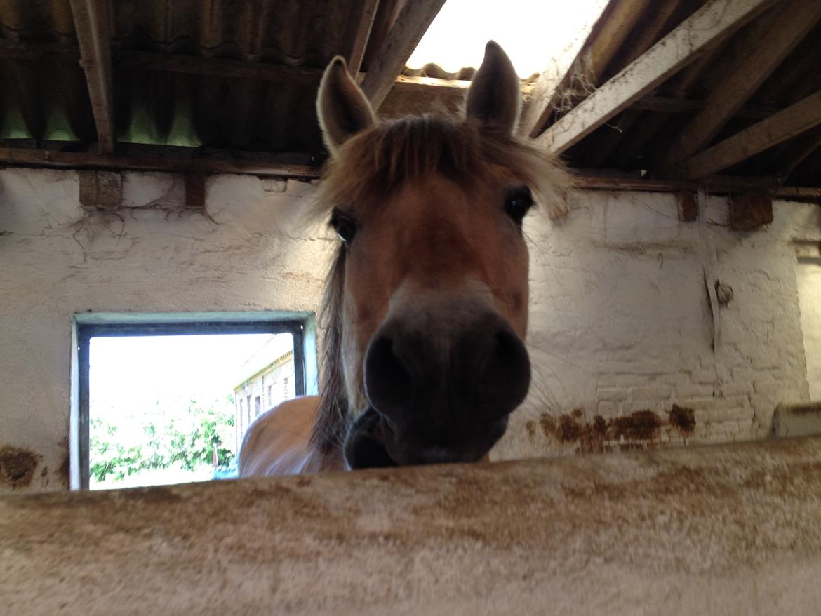 Fjordhest Armani (Manni) billede 3