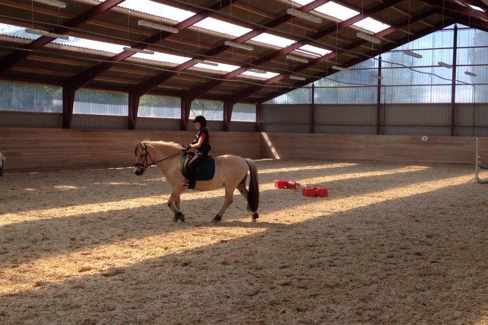 Fjordhest Armani (Manni) billede 4