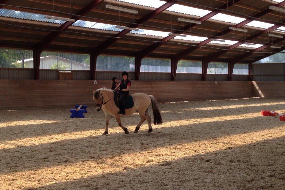 Fjordhest Armani (Manni) billede 5