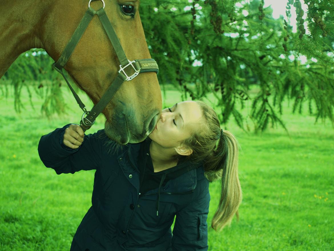 Dansk Varmblod Rolsted´s Cashot - Min bedste ven <3 billede 14