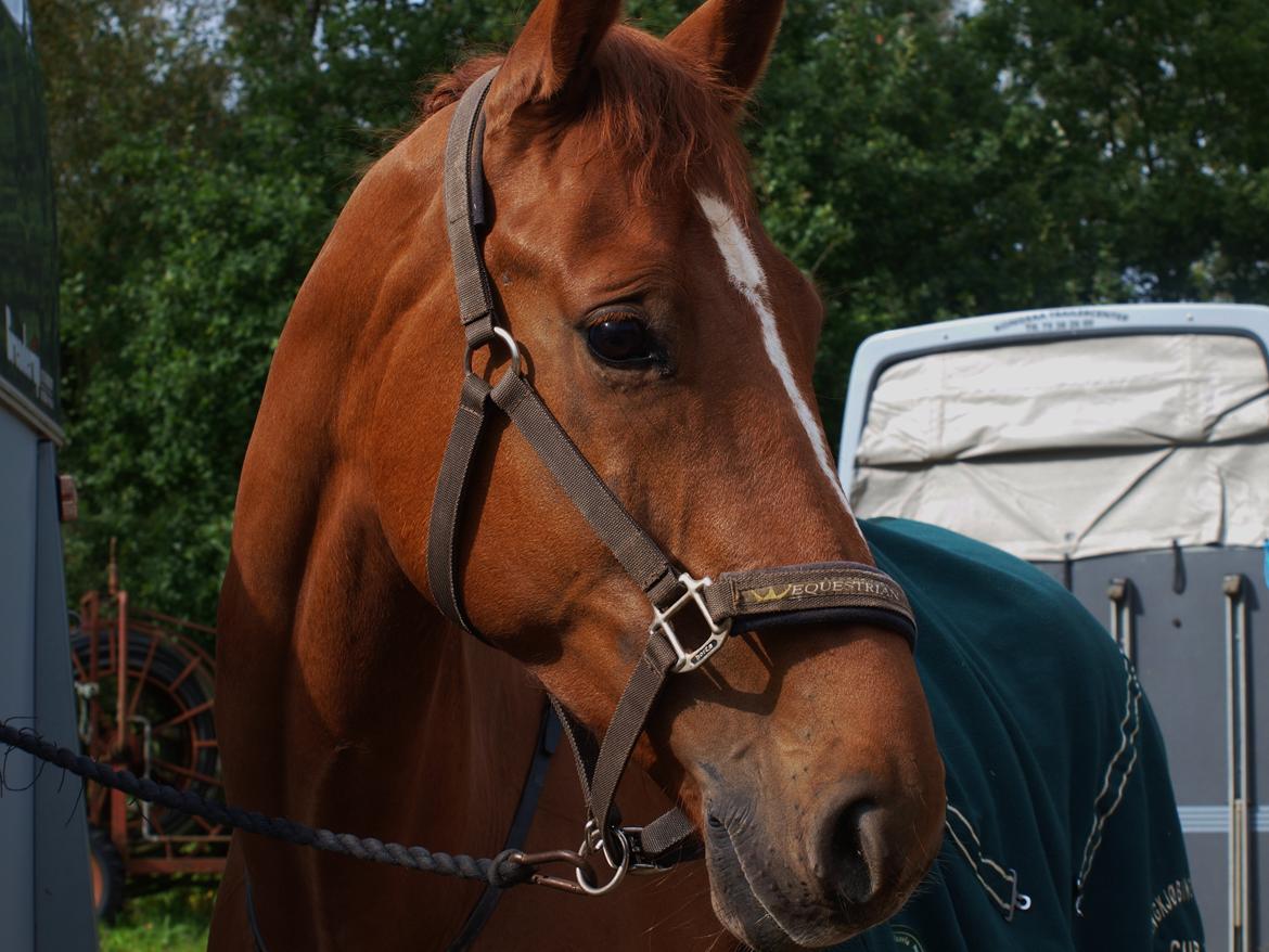 Dansk Varmblod Rolsted´s Cashot billede 15