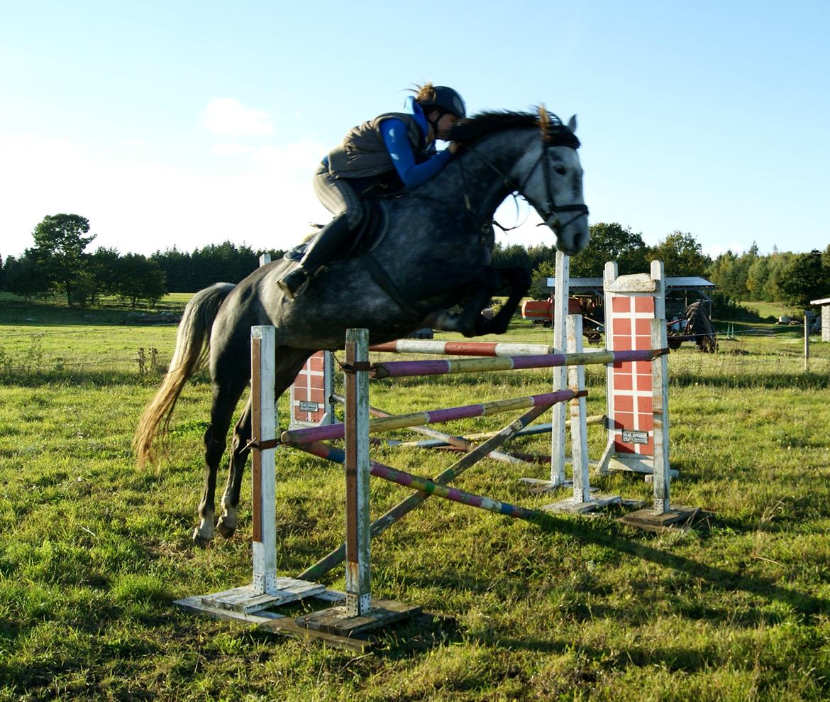 Dansk Varmblod Amona - Amona & Jeg træning d.10-10-12! 120cm! <3  billede 3