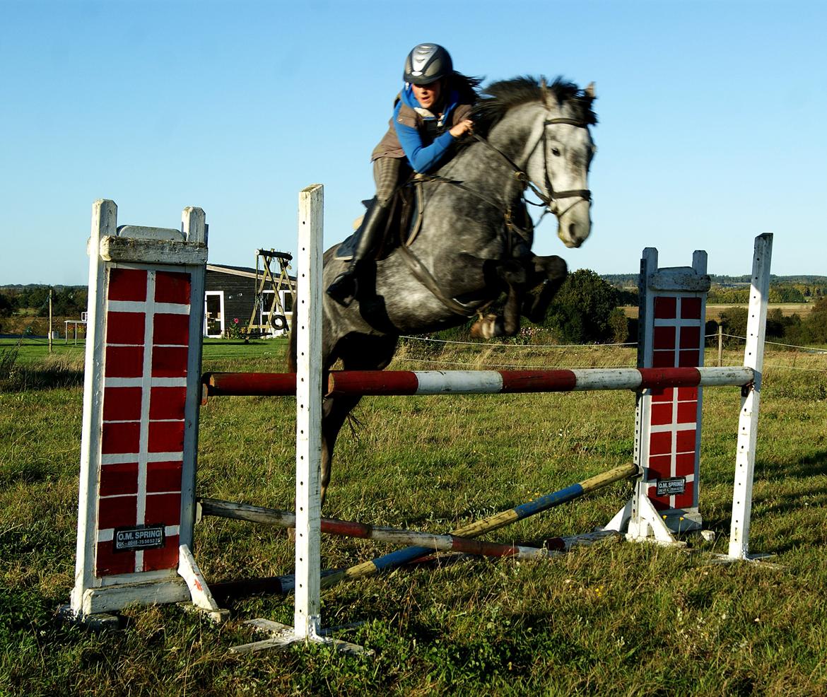 Dansk Varmblod Amona - Amona & jeg træning! 115! <3  billede 10