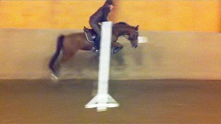 DSP Passion * Palle* - 10-10-12 billede 20