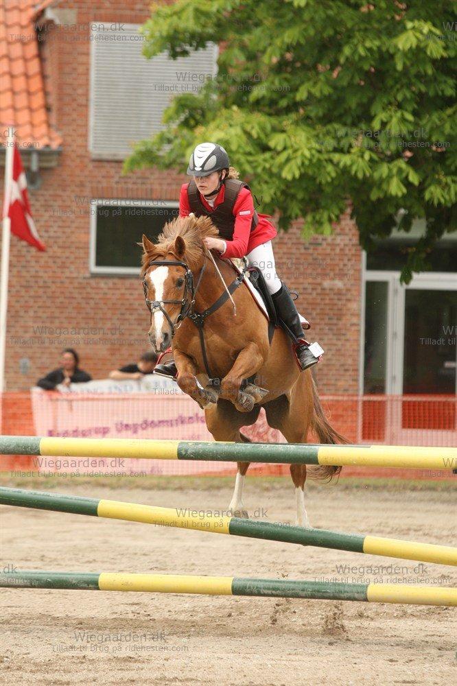 Tysk Sportspony Denver tidl. hest - at der er grænser for hvor lang tid man må beholde sin bedste ven, er på ingen måde fair :-( billede 16