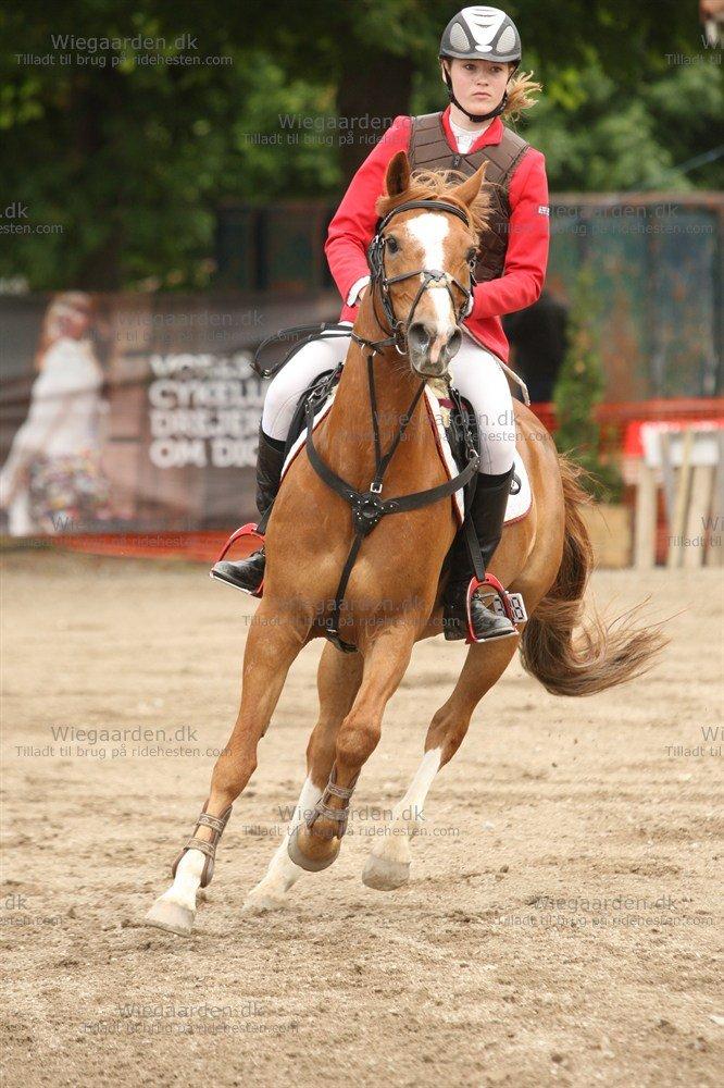 Tysk Sportspony Denver tidl. hest - fuck ponyår. Vil bare gerne kunne beholde den der gør mig aller mest lykkelig for altid <3  billede 18