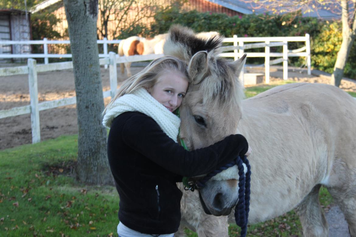 Fjordhest Rasmus :* billede 9