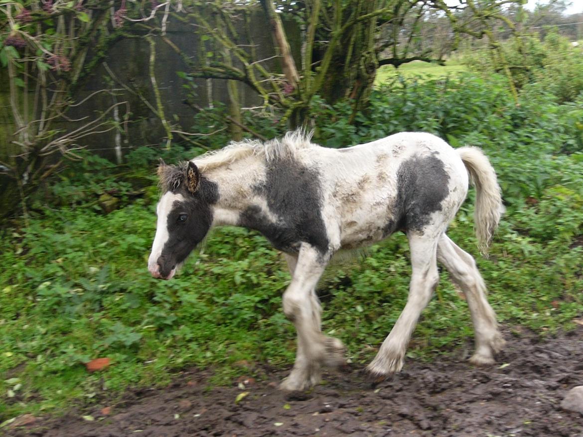 Irish Cob Phoinix of The Irish Western art Ranch billede 13