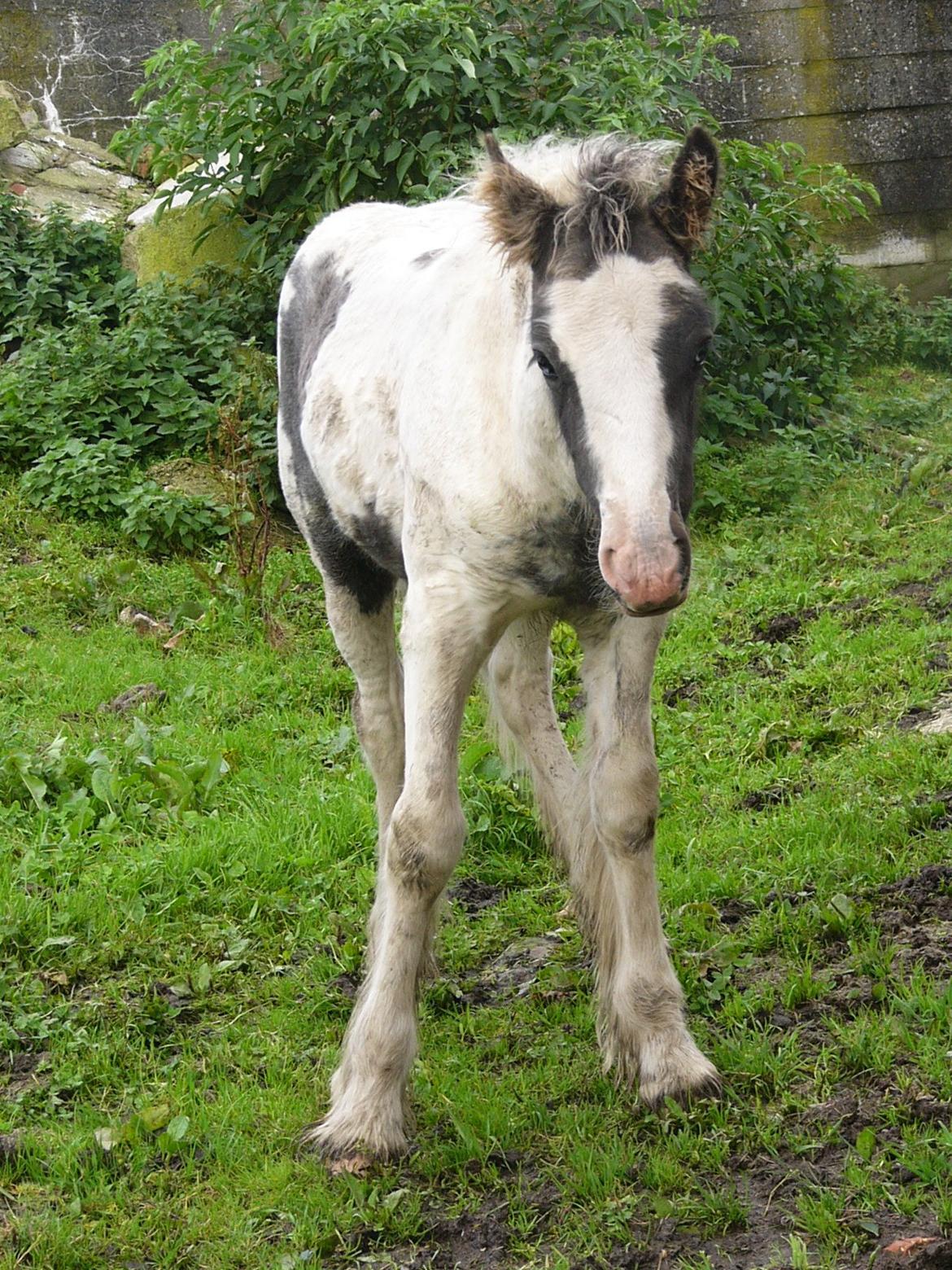 Irish Cob Phoinix of The Irish Western art Ranch billede 14