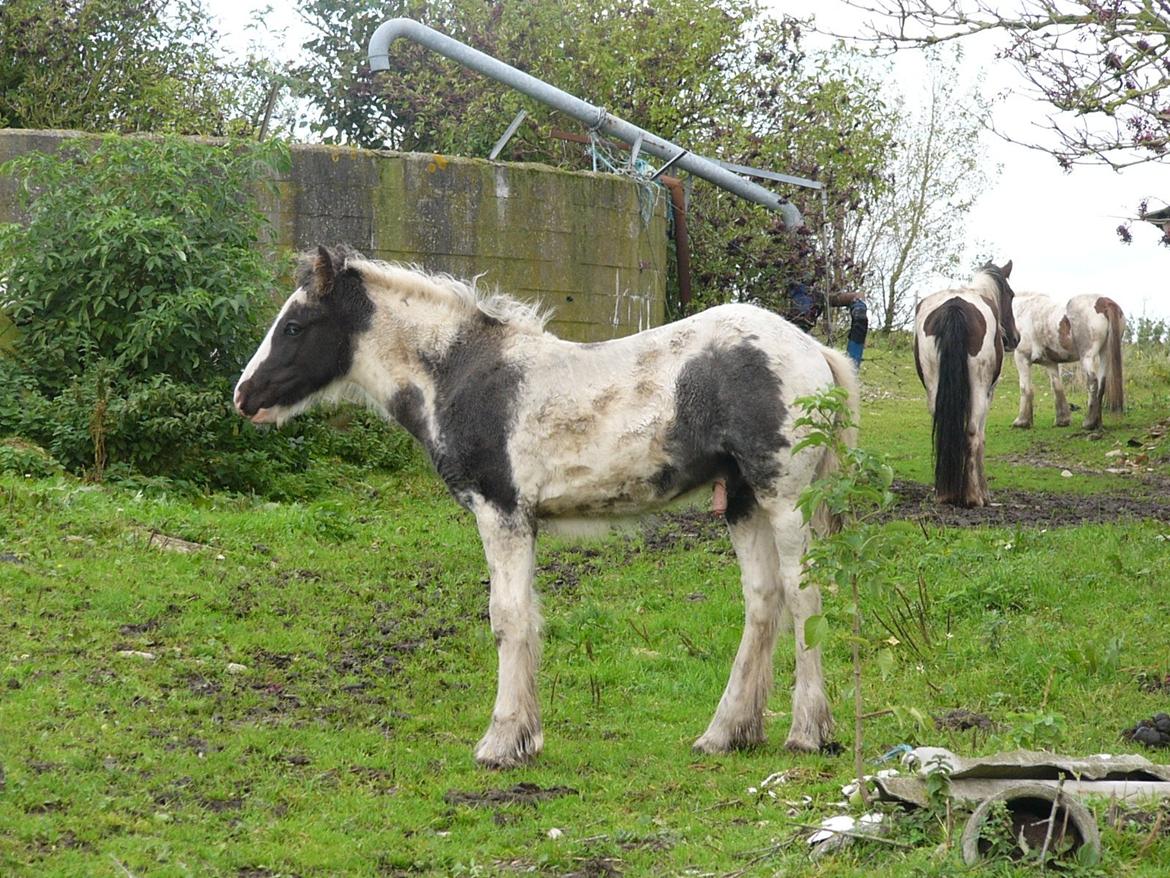Irish Cob Phoinix of The Irish Western art Ranch billede 15