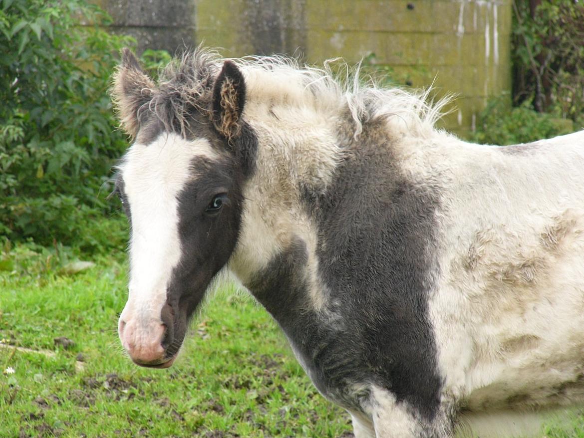 Irish Cob Phoinix of The Irish Western art Ranch billede 16