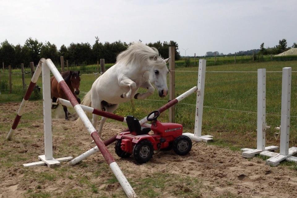 Welsh Mountain (sec A) Coco Zeylex (Spring-ponyen<3) Mit et & alt <3 - Flyvende over mini-traktoren :D billede 15