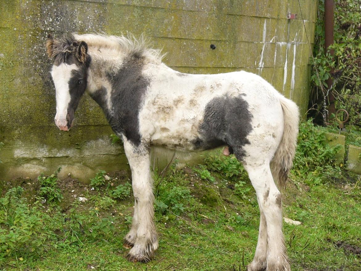 Irish Cob Phoinix of The Irish Western art Ranch billede 17