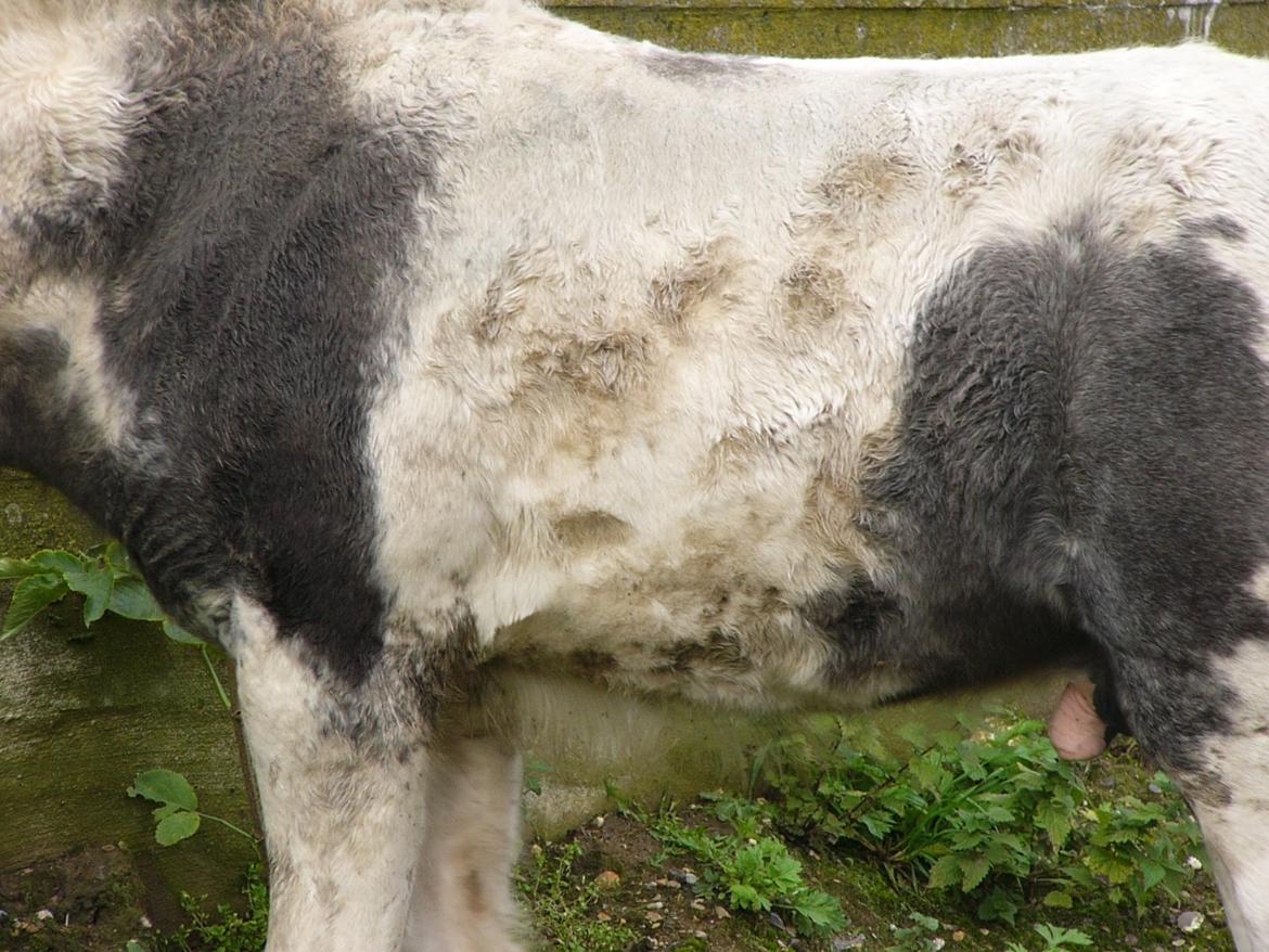 Irish Cob Phoinix of The Irish Western art Ranch billede 18